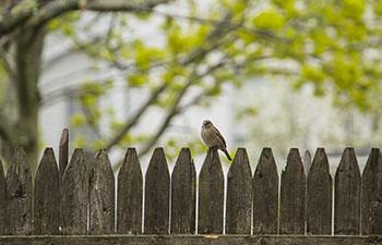 Make Sure Your Fencing Adds Beauty to Your Property Asheville NC