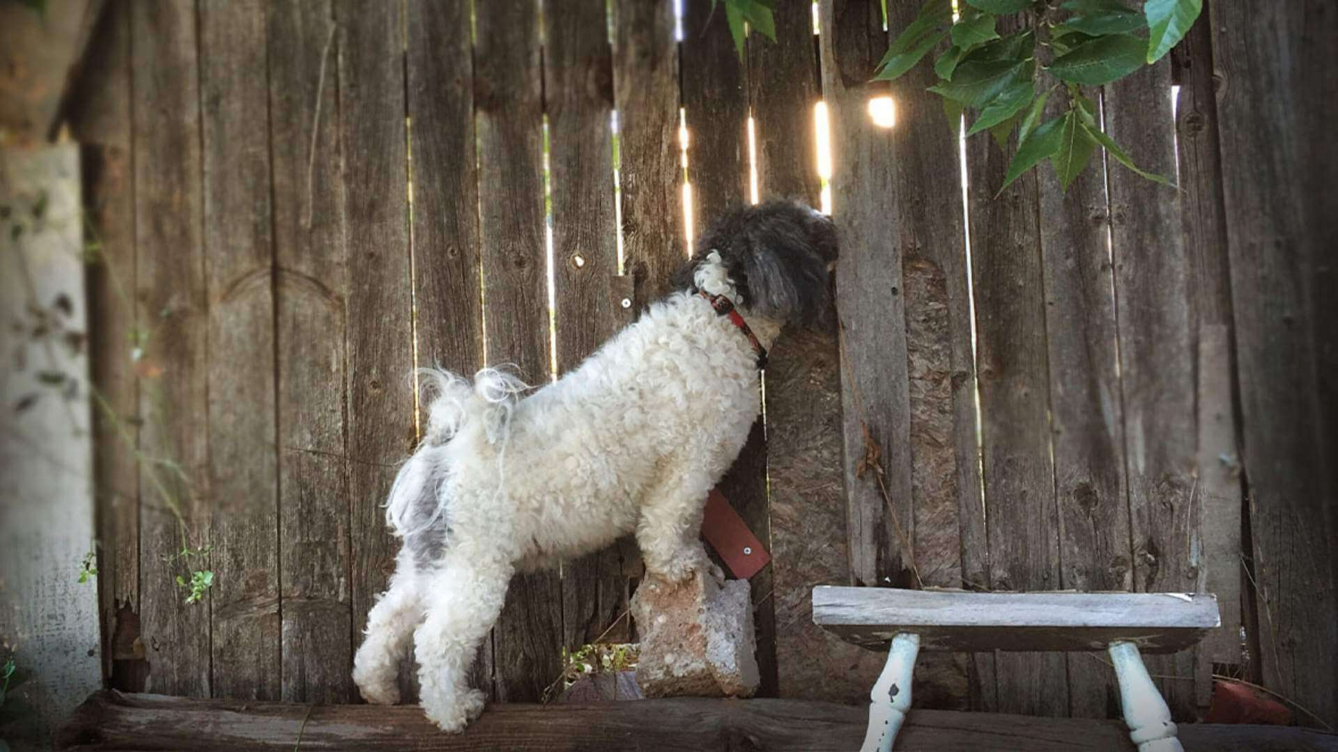Fencing Solutions for Pet Owners: Keeping Your Pets Safe