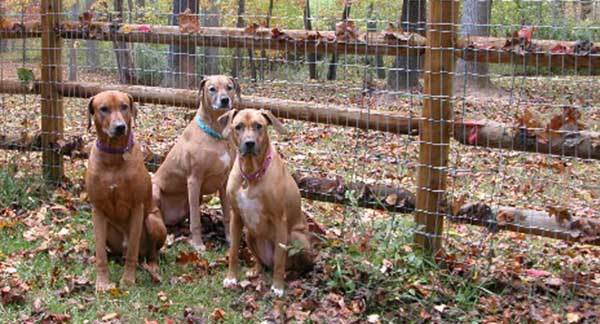 Split Rail Fences